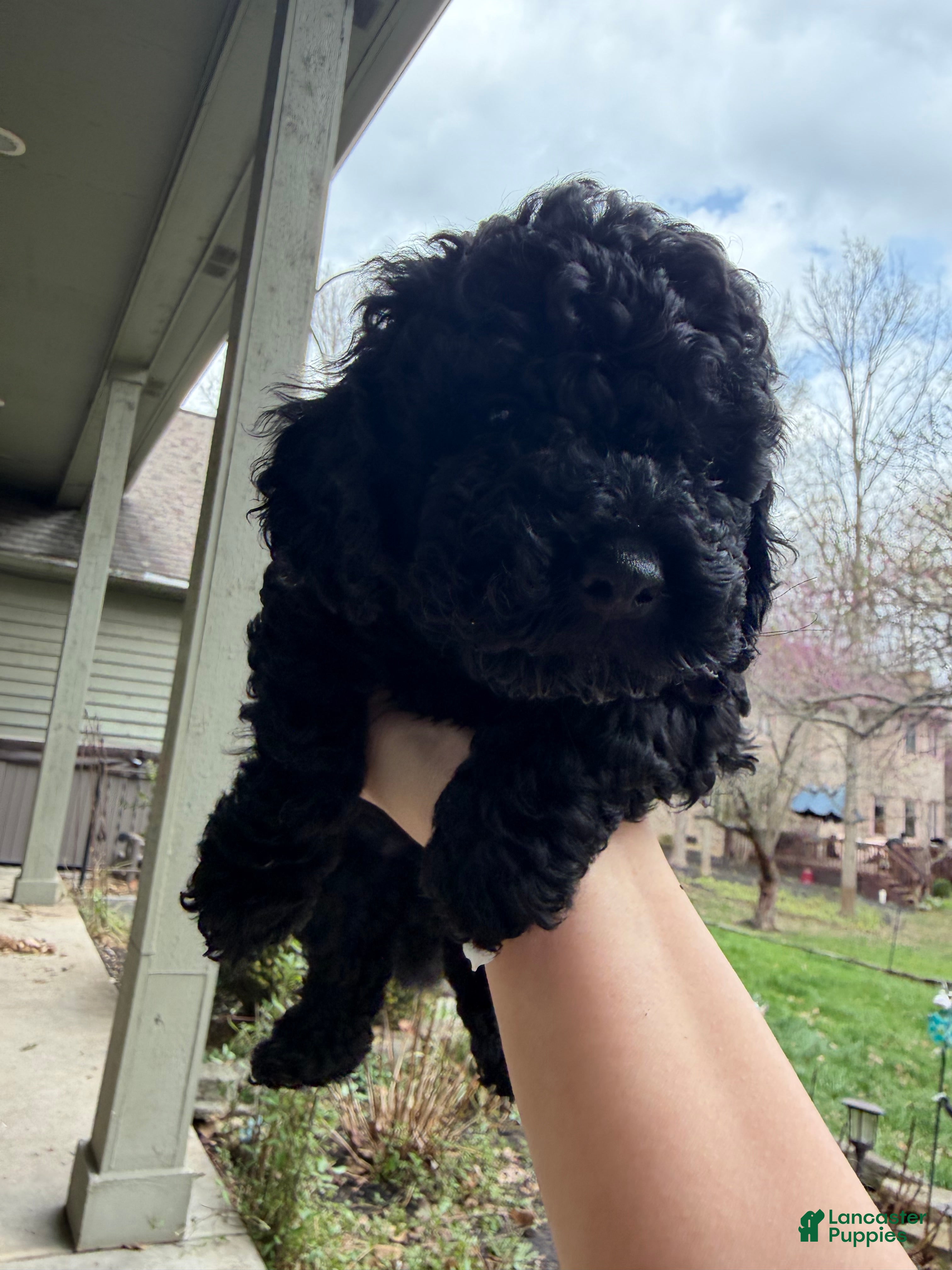 Mixed Breed dogs Mixed Breed Puppy 1 - Ad 19