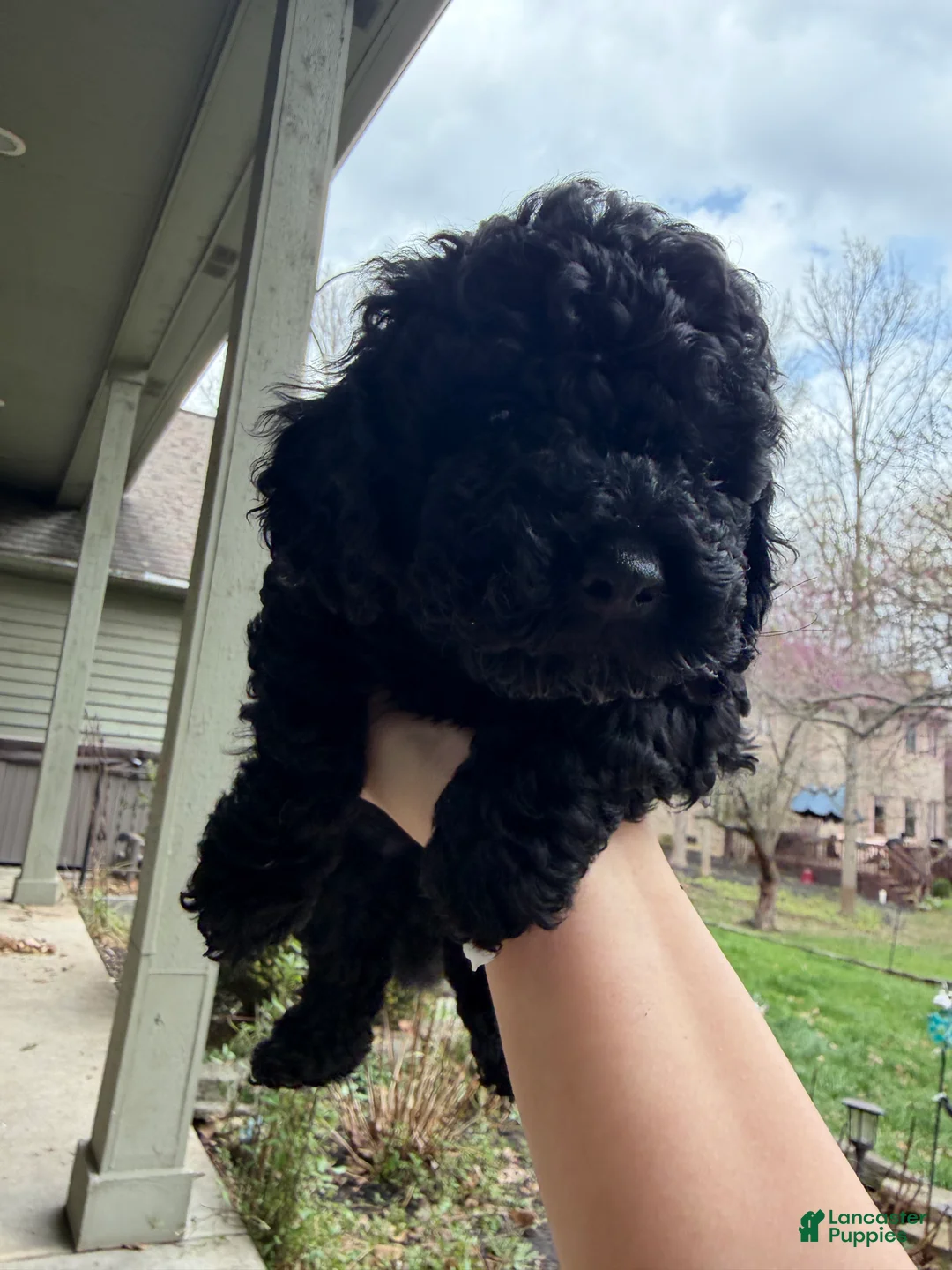 Mixed Breed dogs for sale: Mixed Breed Puppy 1 - Ad 1