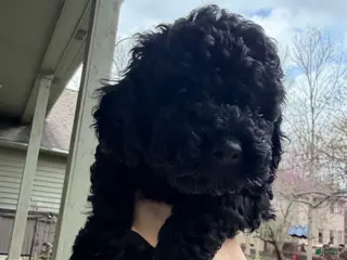 Mixed Breed dogs Mixed Breed Puppy 1 - Ad 19