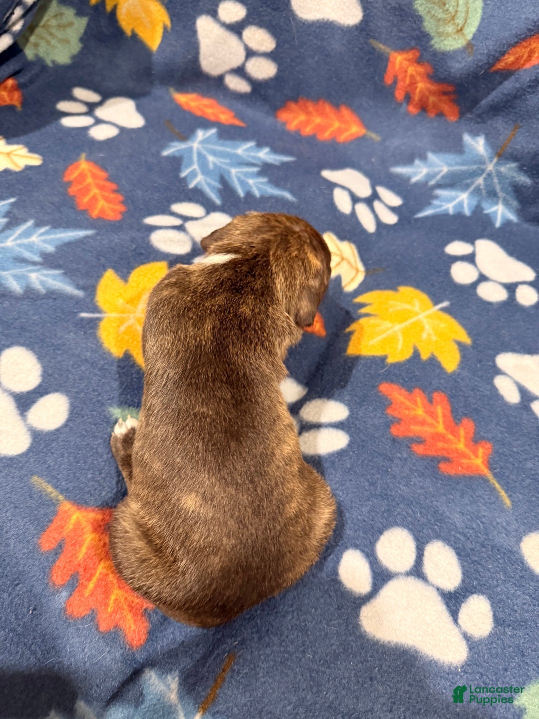 American Bully dogs for sale: American Bully Puppy 2 - Ad 2