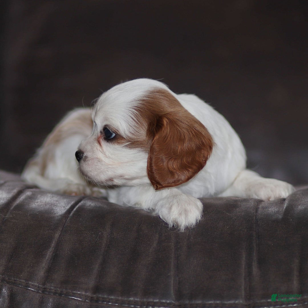 Cavalier King Charles Spaniel dogs for sale: Max - Ad 5