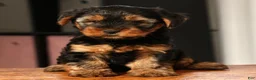 Yorkshire Terrier dogs for sale: Bo - Ad 6