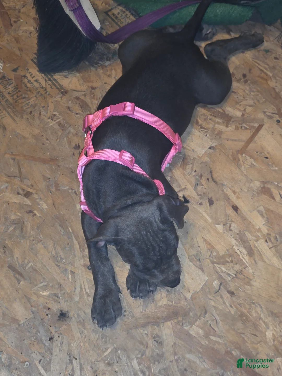 American Pit Bull Terrier dogs for sale: American Pit Bull Terrier 1 - Ad 2