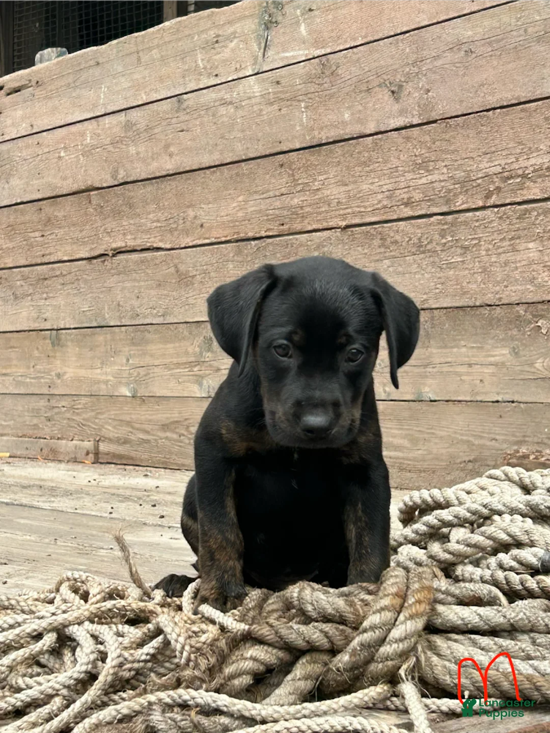 Mixed Breed dogs for sale: Thor - Ad 3
