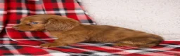 Dachshund dogs for sale: Elvis - Ad 4