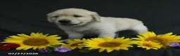 Golden Retriever dogs for sale: Benji - Ad 3