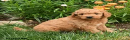 Mini Goldendoodle dogs for sale: Conroy - Ad 2