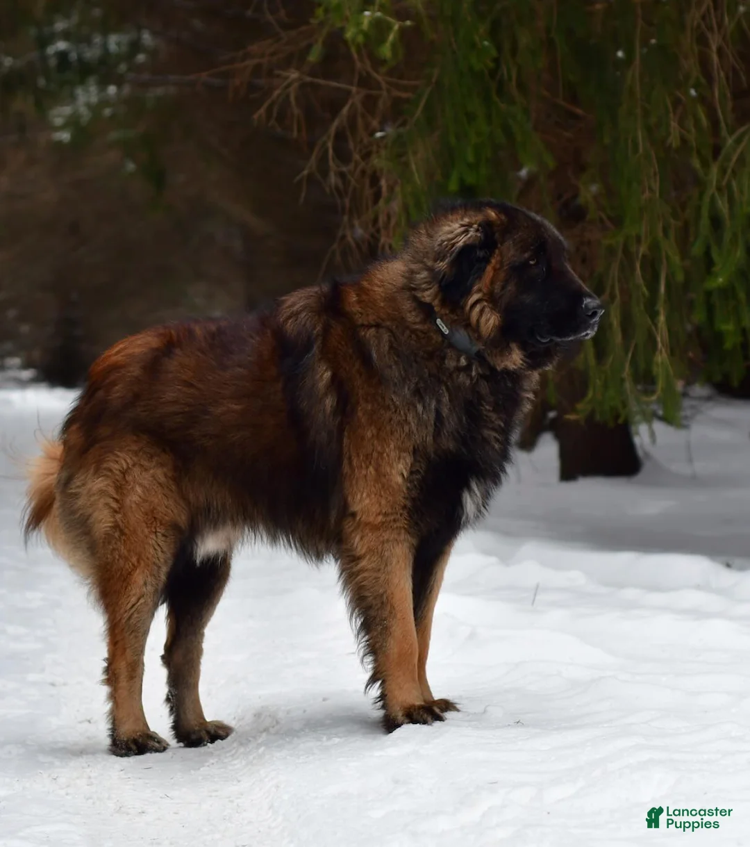 Estrela Mountain Dog dogs for sale: Archie "Truly Brave" - Ad 2