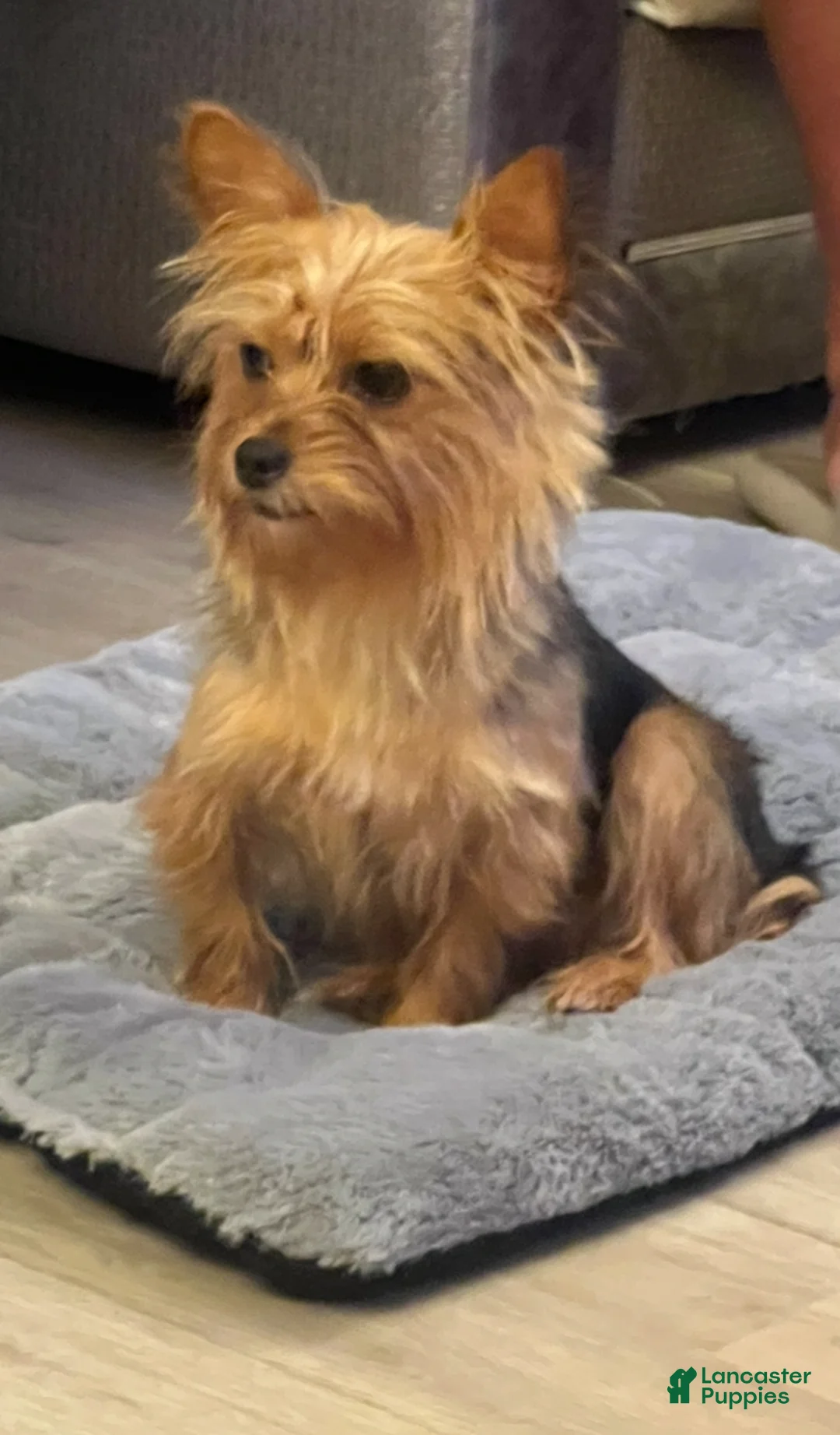 Yorkshire Terrier dogs for sale: Yorkshire Terrier Puppy 2 - Ad 4