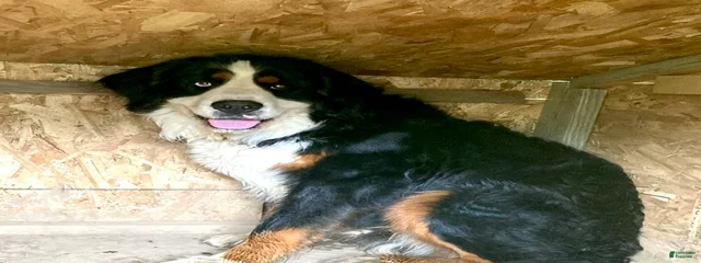 Loki (dad to Berner puppies/ ultra bernedoodles)