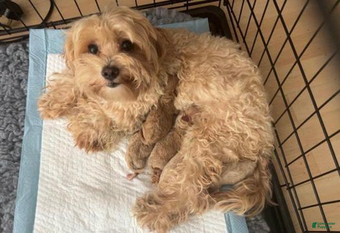 Maltipoo dogs for sale: Ciri - Ad 2