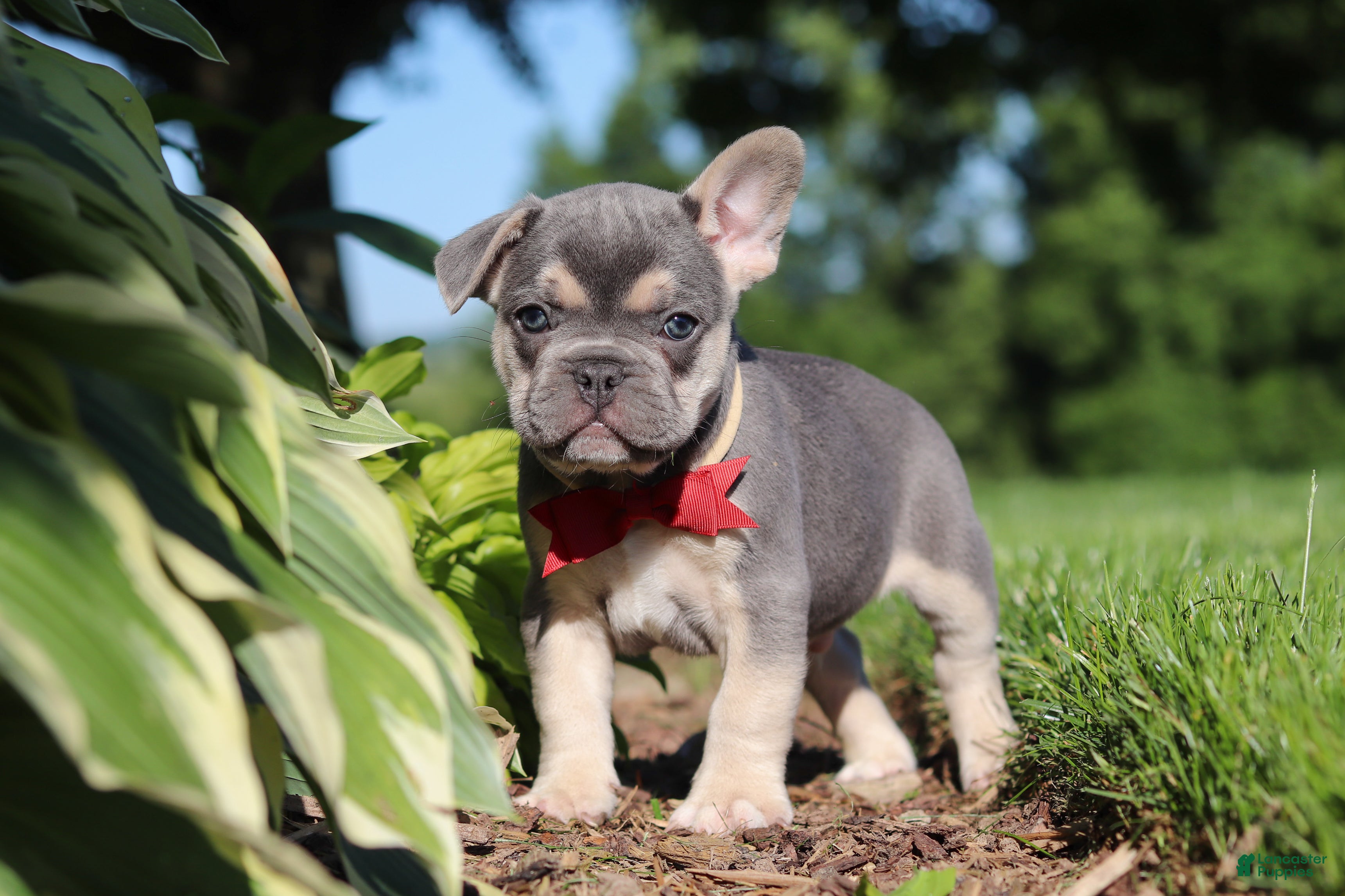 French Bulldog dogs for sale: Parker - Ad 8