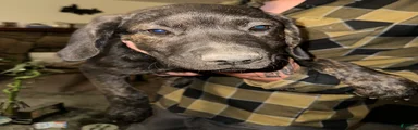 Otis