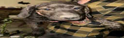 Mixed Breed dogs for sale: Otis - Ad 1