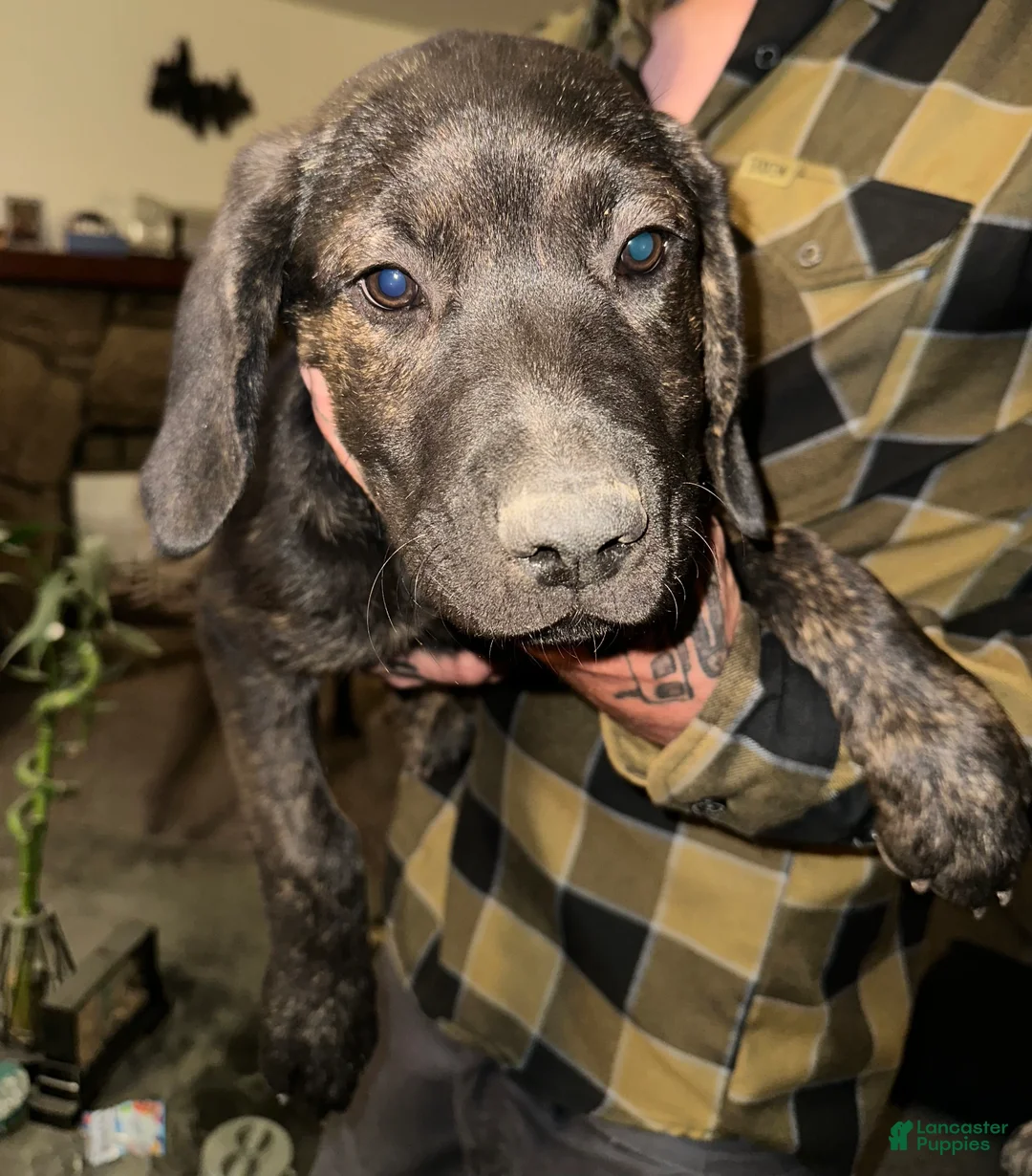 Mixed Breed dogs for sale: Otis - Ad 1