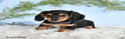 Miniature Dachshund dogs for sale: Hazel - Ad 4