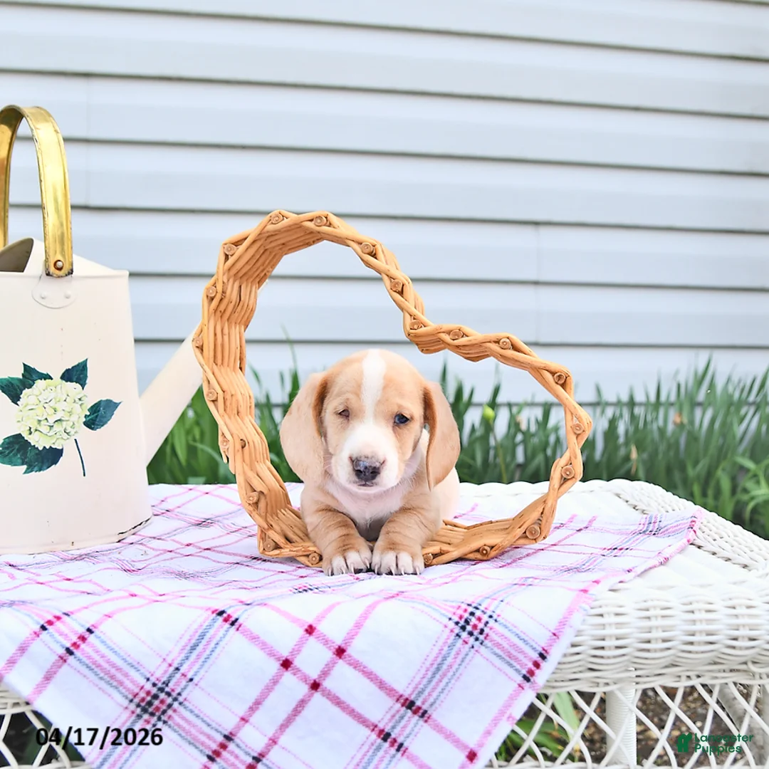 Dachshund dogs for sale: Flinn      SPECIAL NEEDS - Ad 1