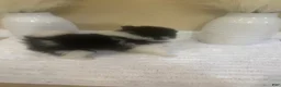 Pomeranian dogs for sale: Pomeranian 1 - Ad 5
