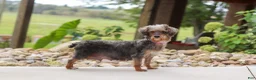 Yorkiepoo dogs for sale: Torte - Ad 8
