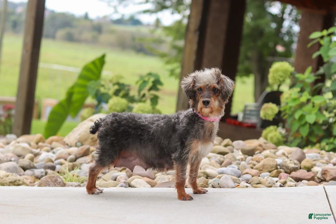 Yorkiepoo dogs for sale: Torte - Ad 8