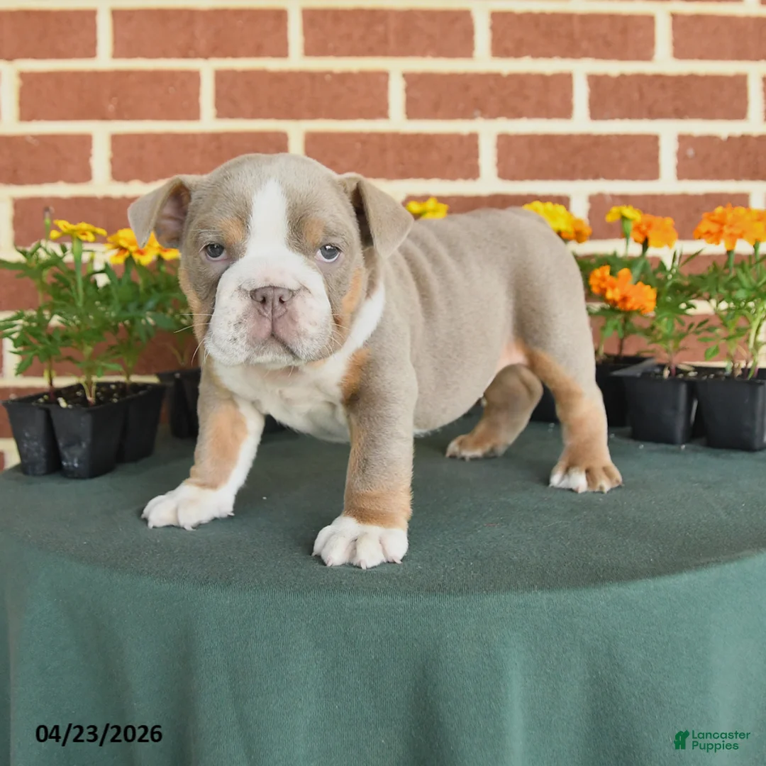 English Bulldog dogs for sale: Erica - Ad 1