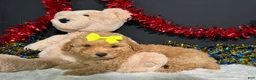 Miniature Poodle dogs for sale: Shayla - Ad 2