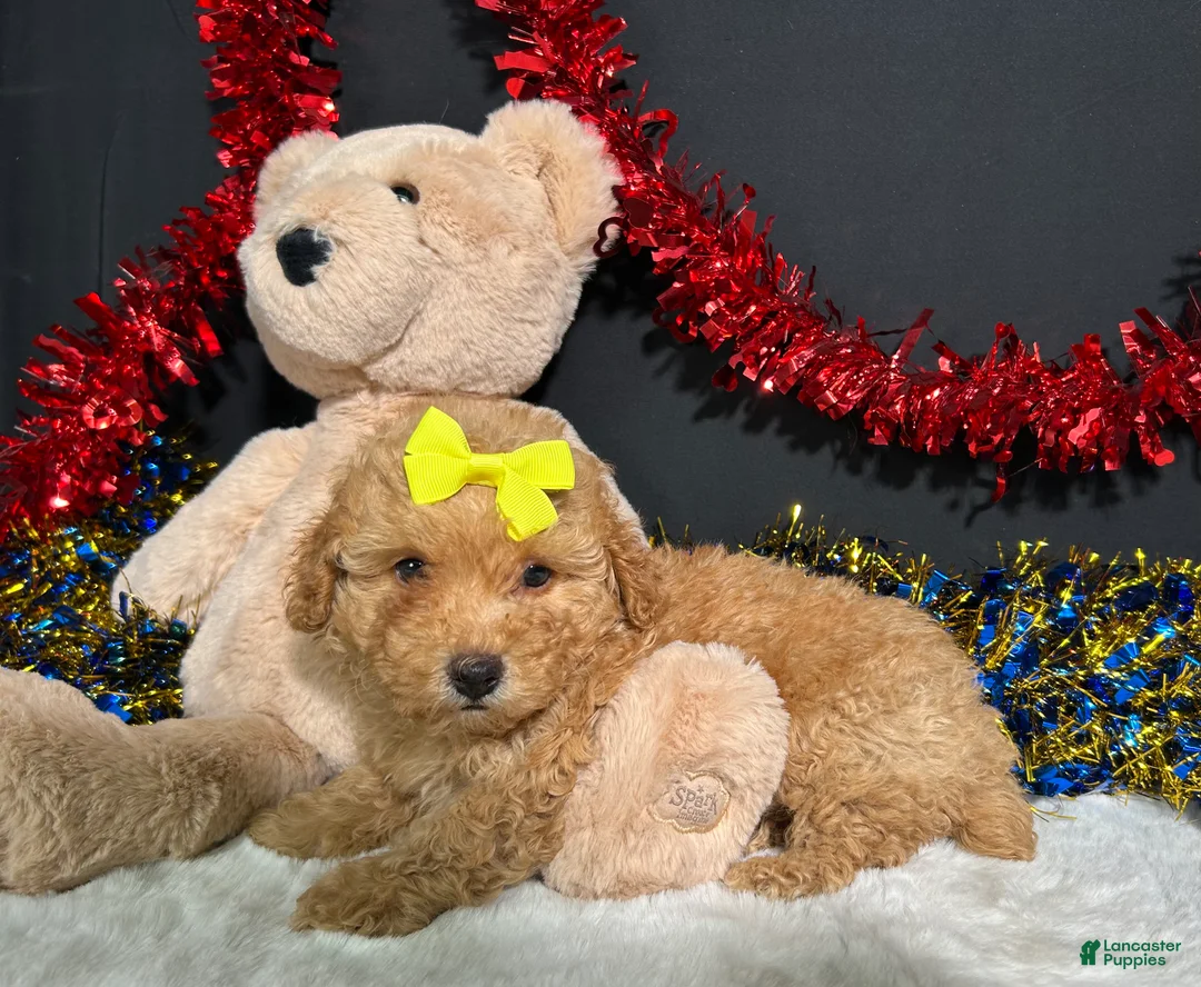 Miniature Poodle dogs for sale: Shayla - Ad 2