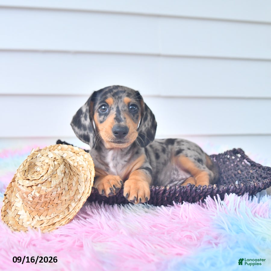 Miniature Dachshund dogs Ike - Ad 2