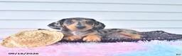 Miniature Dachshund dogs for sale: Ike - Ad 2