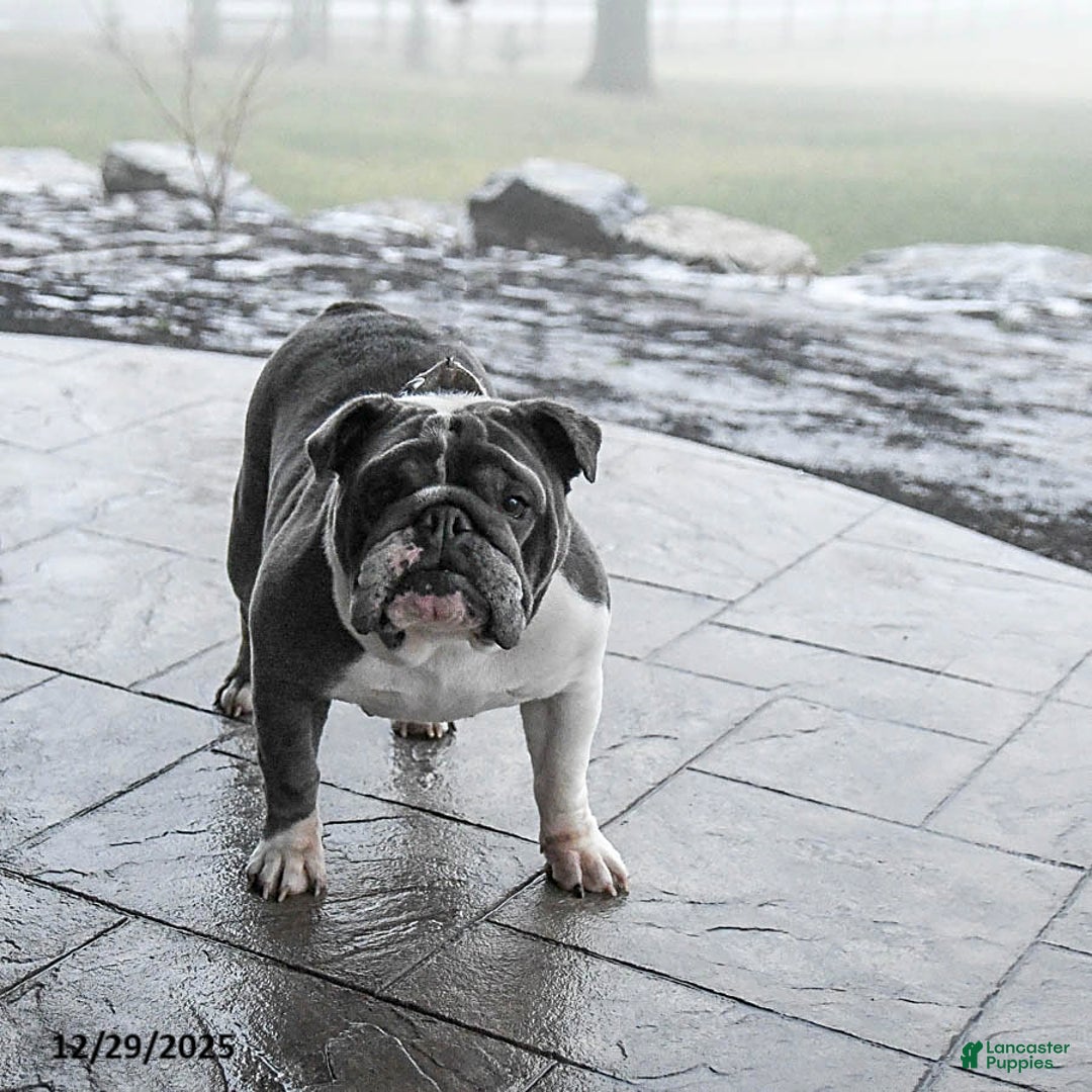 English Bulldog dogs for sale: Lexi  - Ad 3