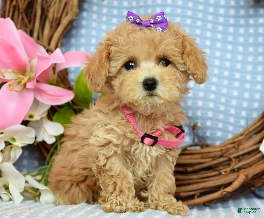 Maltipoo dogs for sale: Molly Xsmall - Ad 8