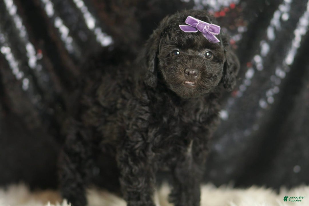 Mini Goldendoodle dogs for sale: Smiles - Ad 3