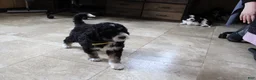 Bernedoodle dogs for sale: Pansy - Ad 4