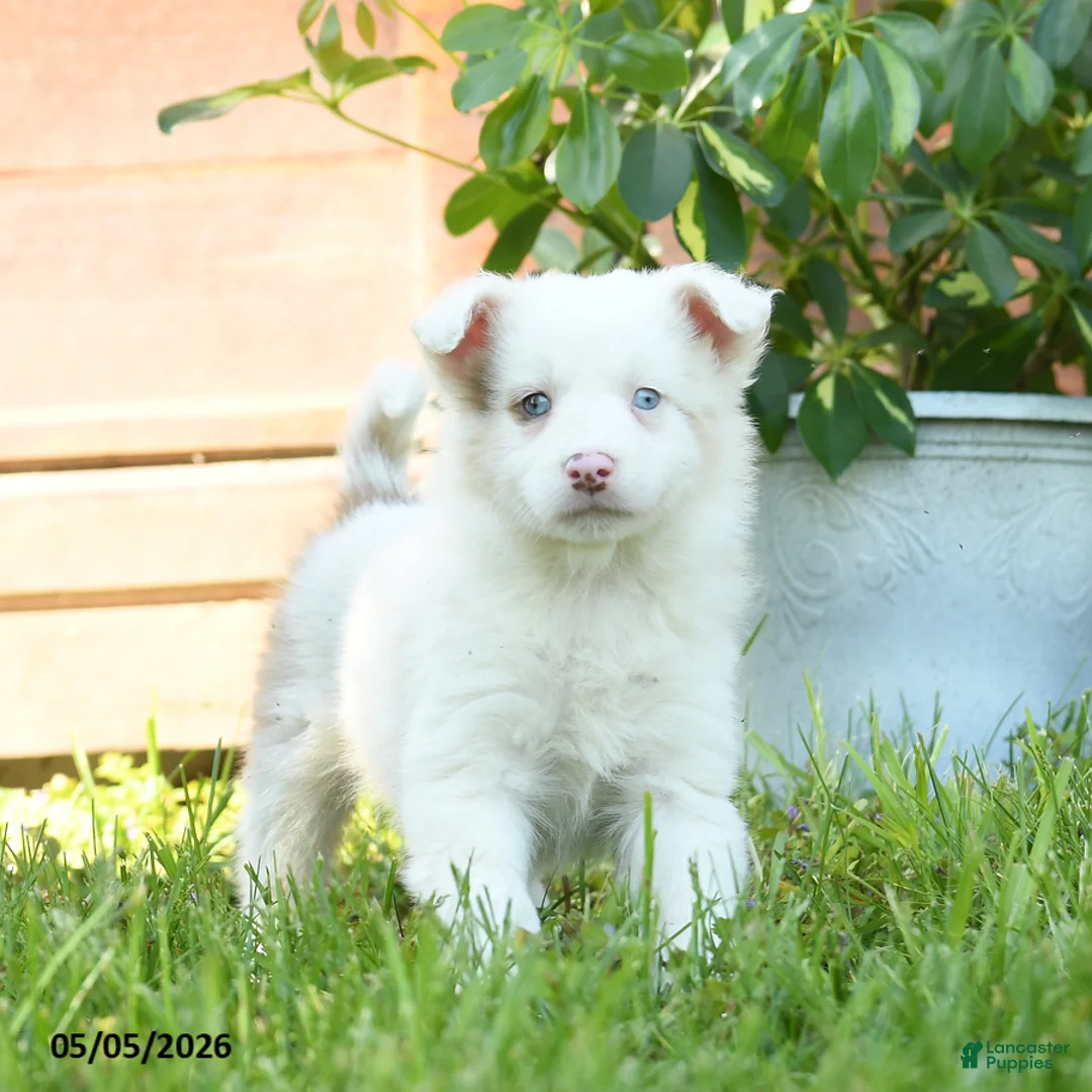 Miniature Australian Shepherd dogs for sale: Gertrude - Ad 1