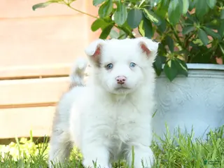 Miniature Australian Shepherd dogs for sale: Gertrude - Ad 4