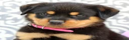 Rottweiler dogs for sale: Shirley - Ad 6