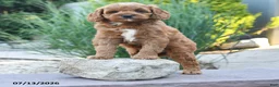 Cockapoo dogs for sale: Jolene - Ad 4