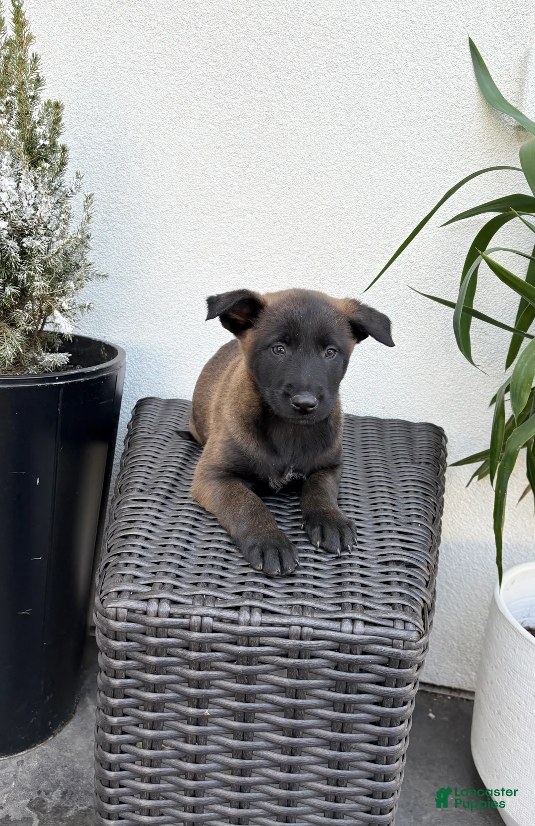 Belgian Malinois dogs for sale: Belgian Malinois Puppy (Marcy) - Ad 2