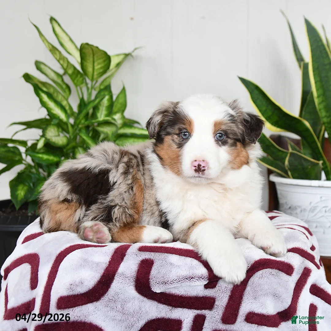 Australian Shepherd dogs for sale: Willow - Ad 2