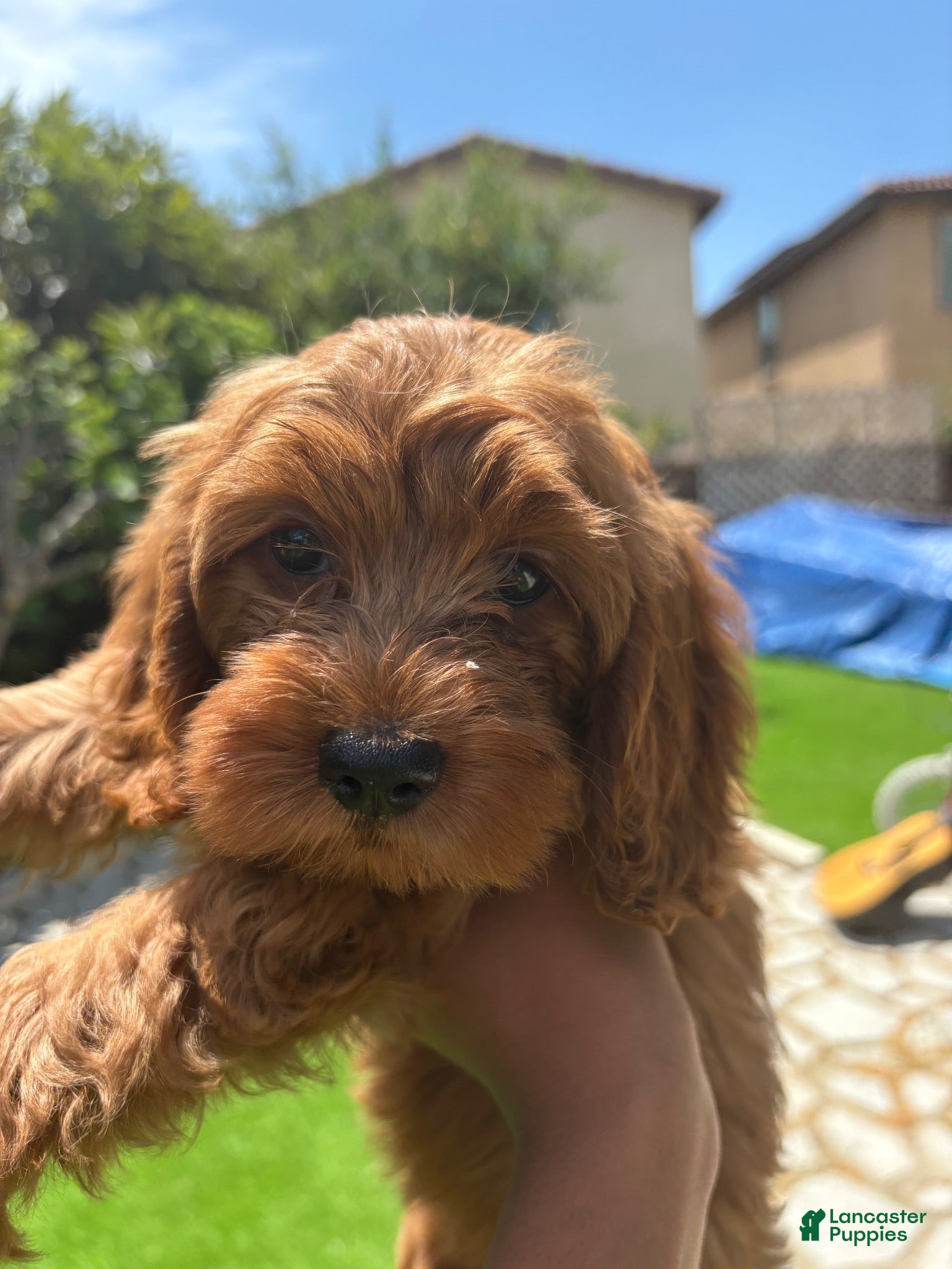 Maltipoo dogs Maltipoo 1 - Ad 27