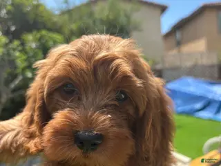 Maltipoo dogs Maltipoo 1 - Ad 27