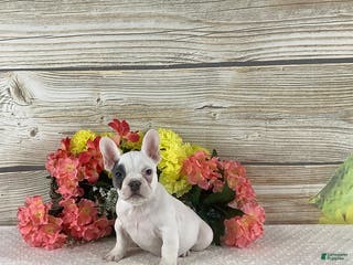 French Bulldog dogs Joey - Ad 40