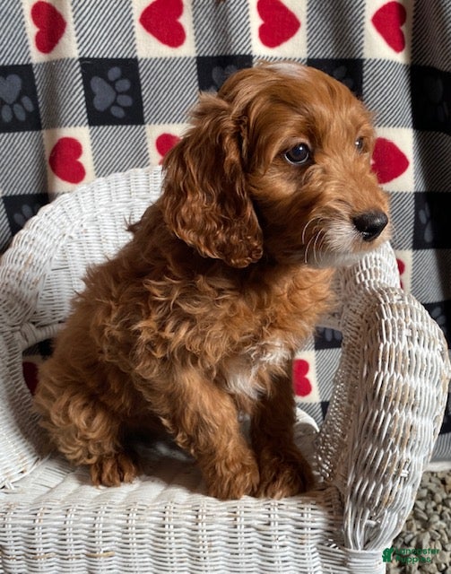 Mini Goldendoodle dogs Chipper - Ad 21