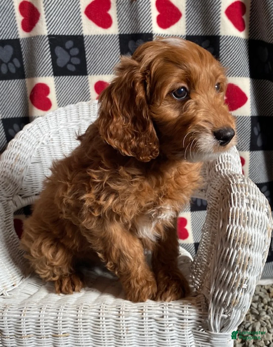 Mini Goldendoodle dogs for sale: Chipper - Ad 1