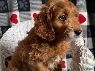 Mini Goldendoodle dogs Chipper - Ad 21