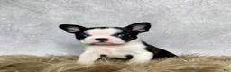 Boston Terrier dogs for sale: Daisy  - Ad 7
