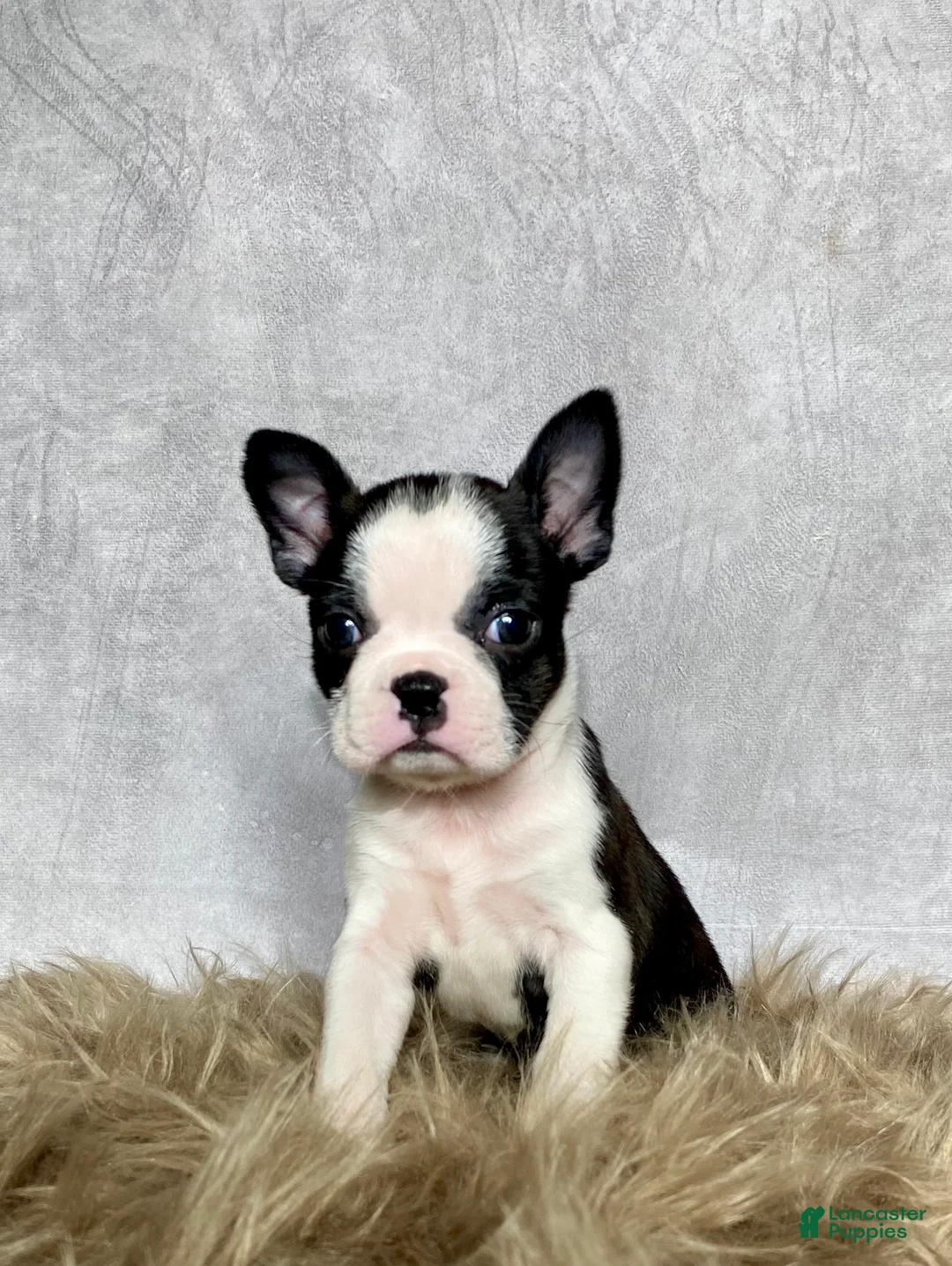 Boston Terrier dogs for sale: Daisy  - Ad 7