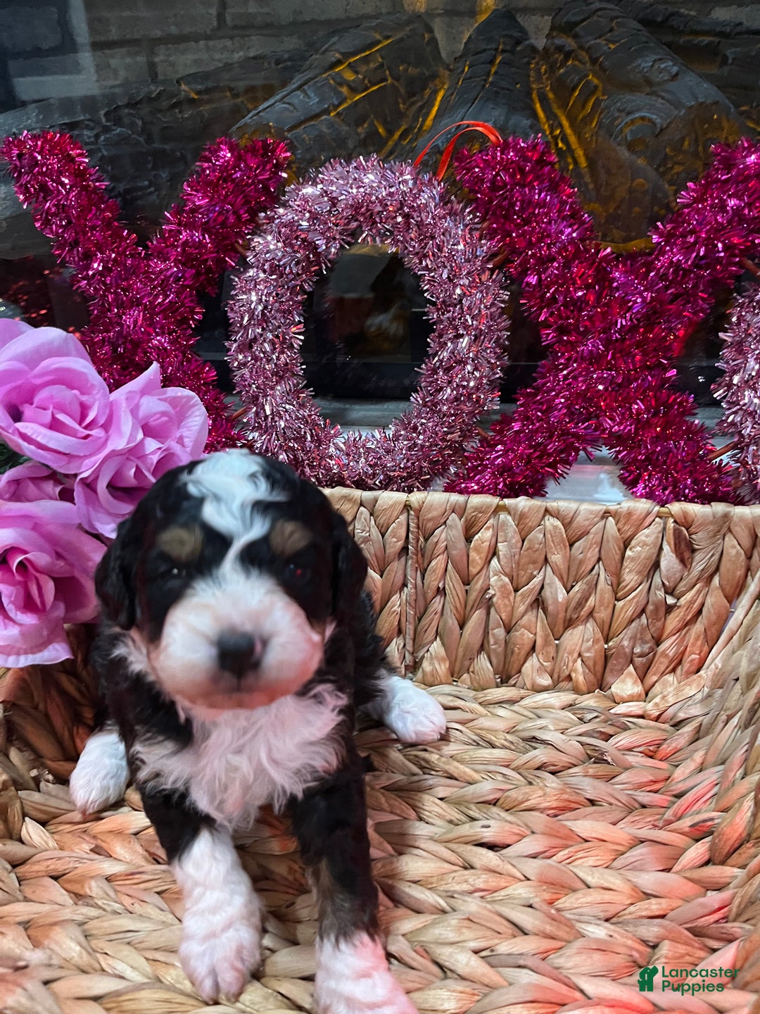Mini Bernedoodle dogs for sale: Whiskey  - Ad 2