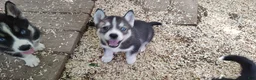 Siberian Husky dogs for sale: Sonya's female 3 - Ad 6