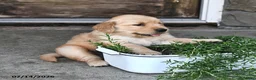 Mixed Breed dogs for sale: Toddie - Ad 5